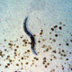 Un nematodo C. elegans descendió de los que estaban a bordo del transbordador espacial Columbia en 2003
